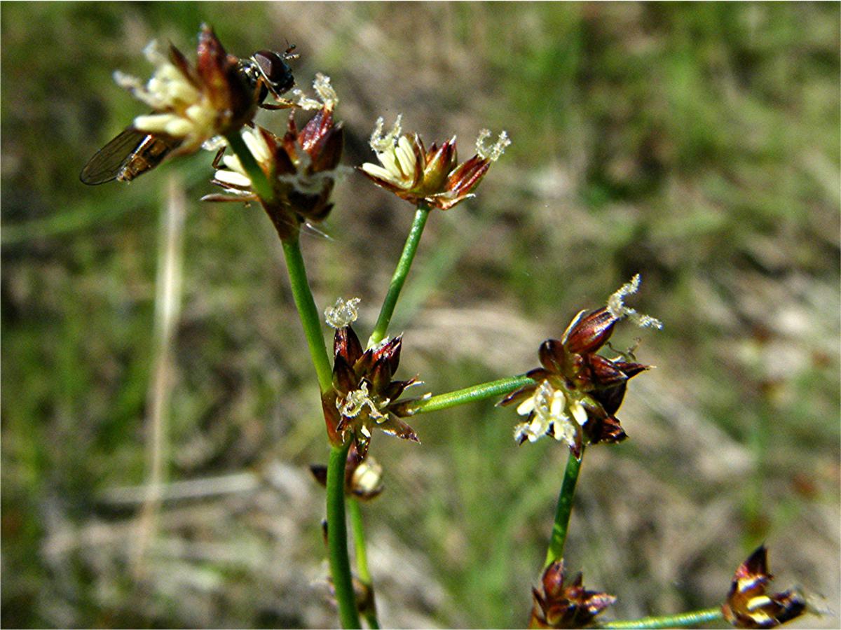 Jointed Rush NatureSpot